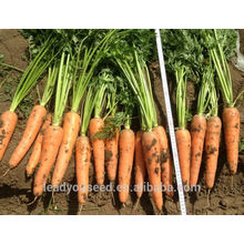 CA03 Hongguan mid maturity Chinese hybrid carrot seeds for planting